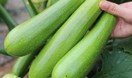 免费吃瓜入口怎么没了,揭秘网络现象背后的真相