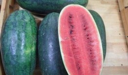 黑瓜吃料官网免费,解锁美食新体验，免费享受美味盛宴