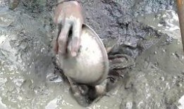 韩国鲶鱼爆料视频大全下载,揭秘娱乐圈幕后真相