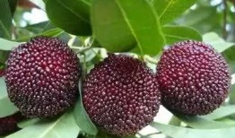 大强杨梅爆料视频大全,揭秘杨梅界的秘密风云