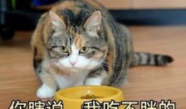 猫猫在无限流签到吃瓜免费阅读,无限世界里的悠闲生活