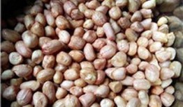 五香花生爆料视频,揭秘幕后制作过程与风味秘诀