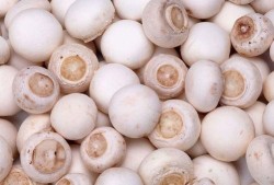 吃瓜独家爆料黑料蘑菇视频,揭秘黑料蘑菇视频背后的惊人真相