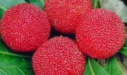 大强杨梅爆料视频大全,揭秘杨梅界的秘密风云