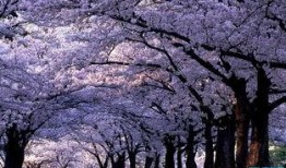 樱花校园独家爆料视频,樱花校园爆笑瞬间，笑料连连引网友热议