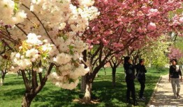 樱花校园独家爆料视频,樱花校园爆笑瞬间，笑料连连引网友热议