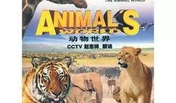 动物世界在线观看,在线探索自然奇观之旅