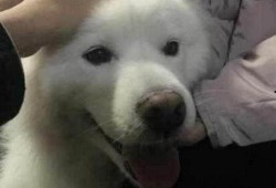 爆料三只萨摩耶视频,温馨互动萌翻网友