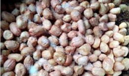 五香花生爆料视频,揭秘幕后制作过程与风味秘诀