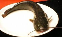 韩国鲶鱼爆料视频大全下载,揭秘娱乐圈幕后真相