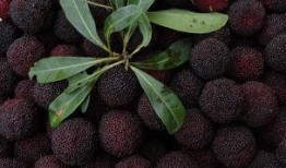 大强杨梅爆料视频大全,揭秘杨梅界的秘密风云